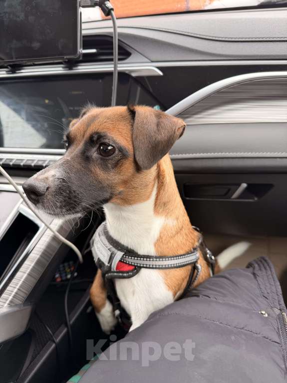 Собаки в Подольске: Продаю прекрасные шаловливых щенят Мальчик, Бесплатно - фото 3