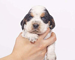 Собаки в Солнечногорске: Щенки Английского кокер-спаниеля Мальчик, 60 000 руб. - фото 8