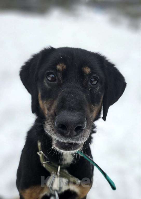 Собаки в Королеве: Тильда - ураган эмоций и чувств, движение, активность и «жить жизнь на полную» Девочка, Бесплатно - фото 7