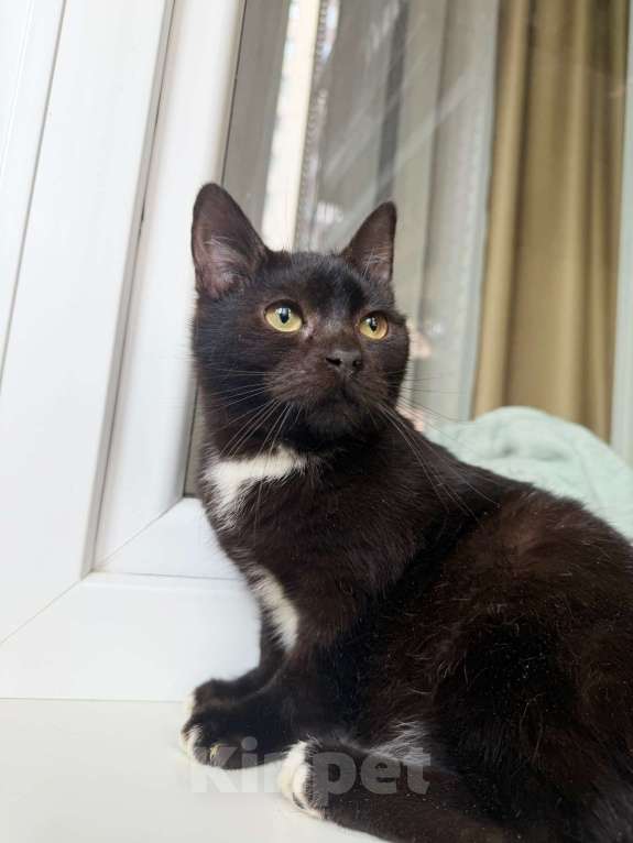 Кошки в Москве: Ласковый котёнок Кнопик в добрые руки Мальчик, Бесплатно - фото 4