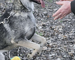 Собаки в других городах Ленинградской области: Весёлая собака Нора в поисках дома Девочка, 500 руб. - фото 3