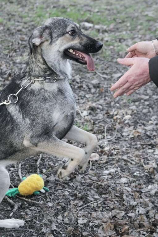 Собаки в других городах Ленинградской области: Весёлая собака Нора в поисках дома Девочка, 500 руб. - фото 3