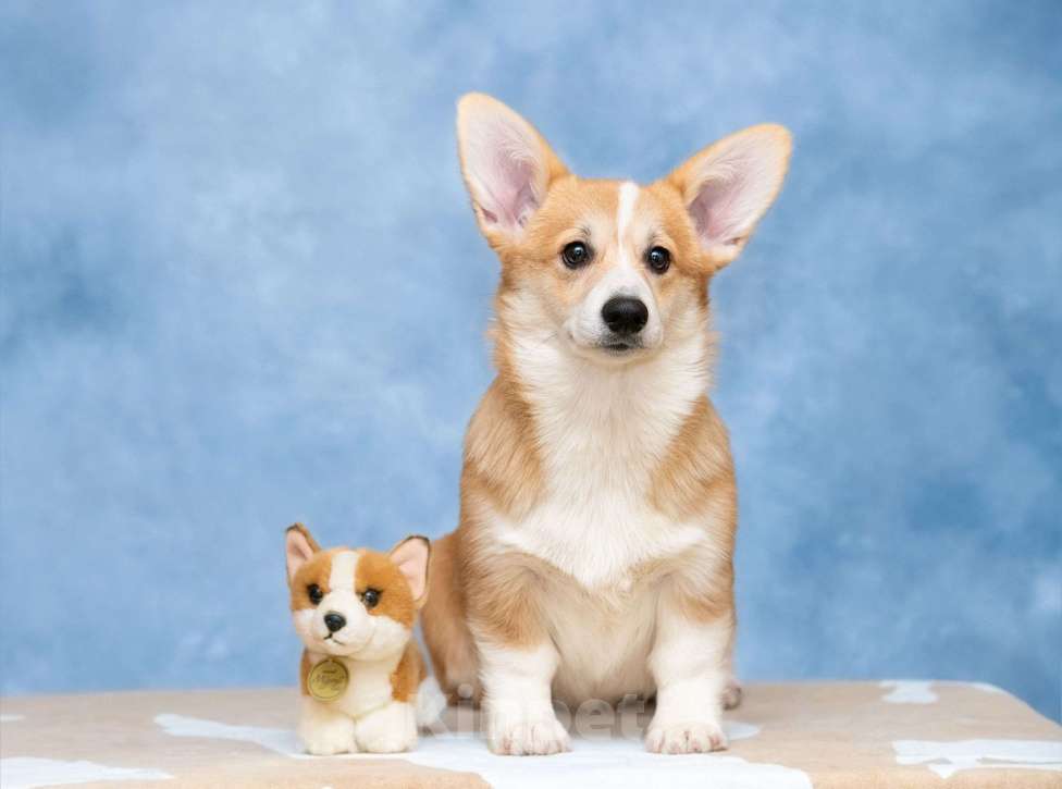 Собаки в Москве: Пемброк бобтейл Девочка, 100 000 руб. - фото 3