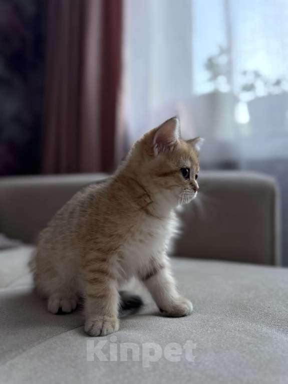 Кошки в Мытищах: Малыш Мальчик, 25 000 руб. - фото 2