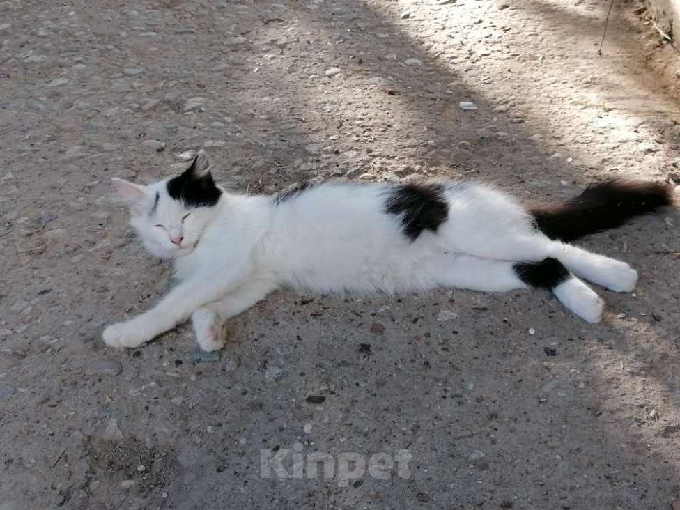 Кошки в Астрахани: Кошечка в добрые руки Девочка, Бесплатно - фото 3