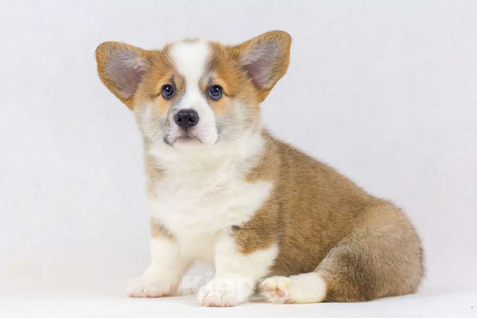 Собаки в Москве: Очаровательные щенки Вельш Корги Пемброк Мальчик, 70 000 руб. - фото 3