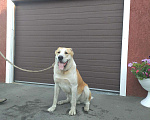 Собаки в Пензе: Вязка алабай, 1 руб. - фото 2