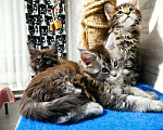 Кошки в Малмыже: Бронь котята, 10 000 руб. - фото 3