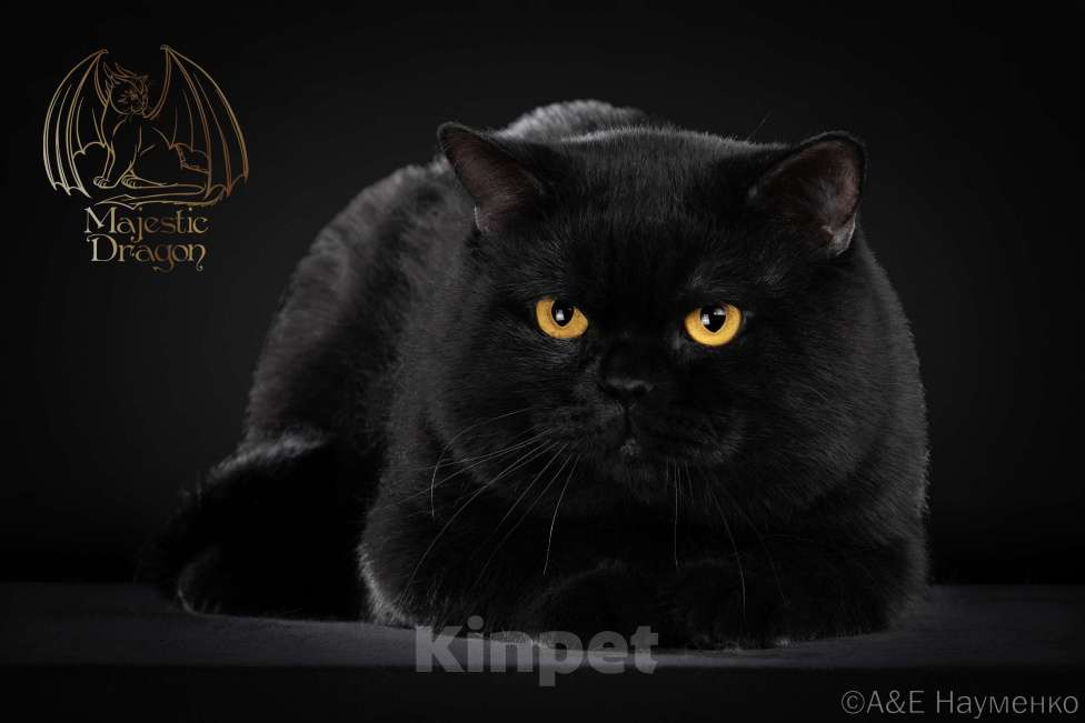 Кошки в Москве: Британский короткошерстный котенок Мальчик, 80 000 руб. - фото 3