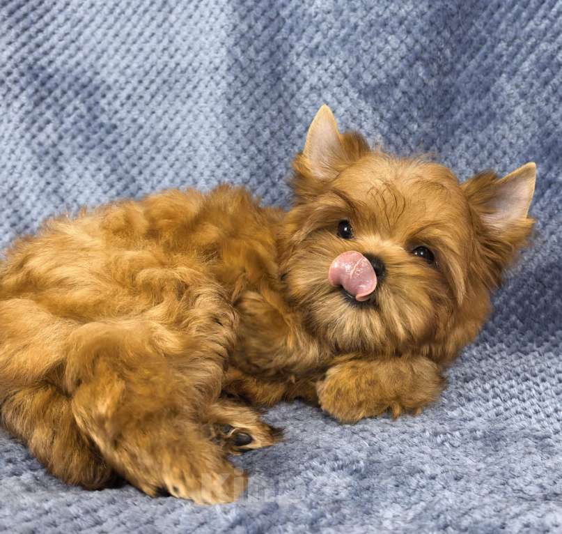 Собаки в Москве: Русская салонная собака Мальчик, 50 руб. - фото 9