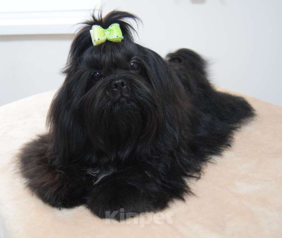 Собаки в Краснодаре: Ши тцу подростки . Мальчик, 40 000 руб. - фото 4