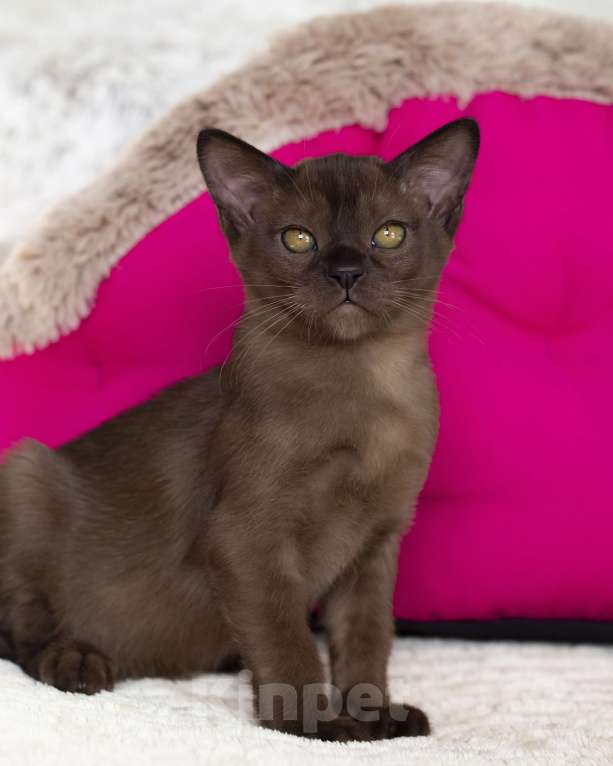 Кошки в Санкт-Петербурге: Бурманский котик Мальчик, 80 руб. - фото 5