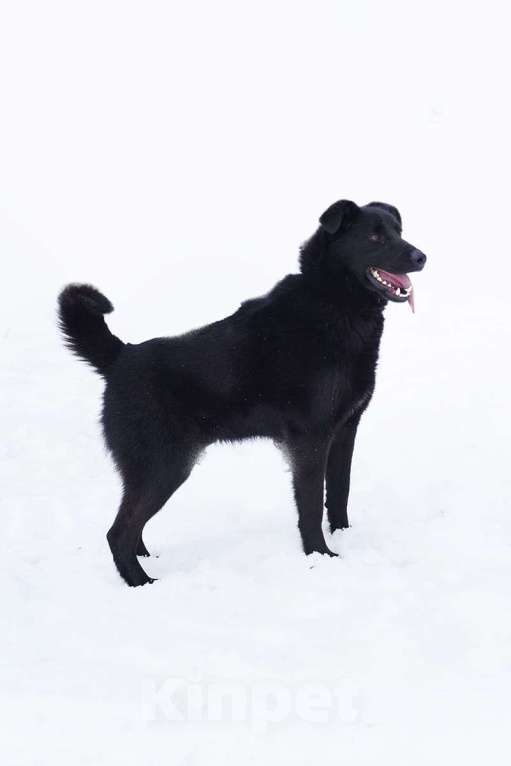 Собаки в Люберцах: Ищет дом активный Блэкки Мальчик, Бесплатно - фото 6