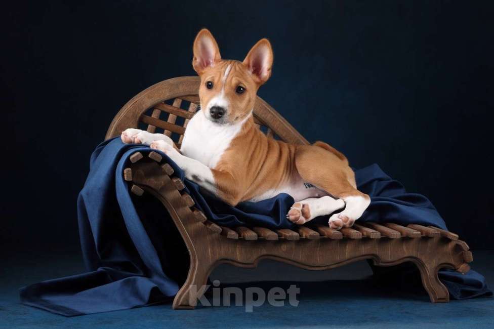 Собаки в Санкт-Петербурге: Щенок басенджи Девочка, Бесплатно - фото 2