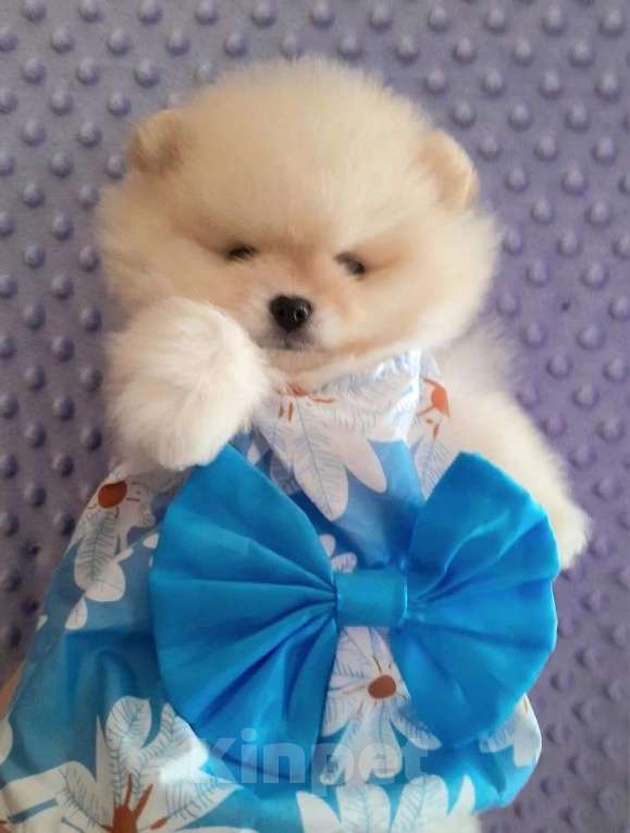 Собаки в Пензе: Померанский шпиц девочка Девочка, 32 000 руб. - фото 2