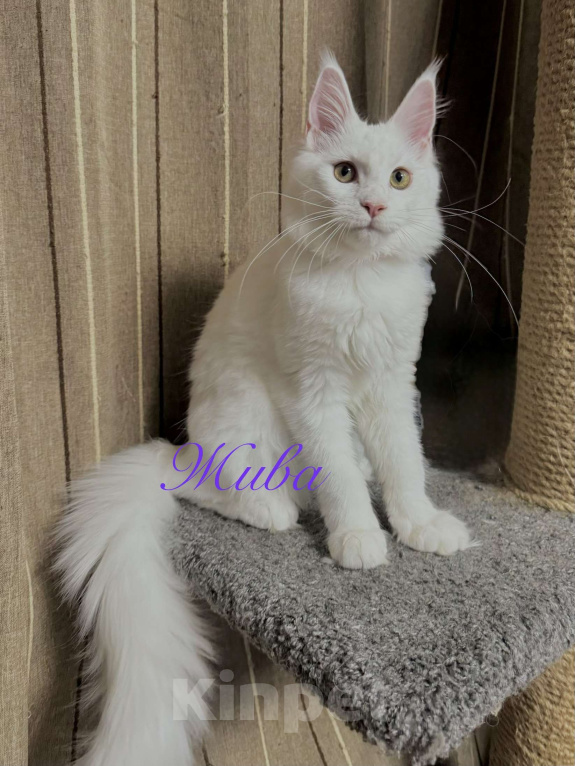 Кошки в Челябинске: Белоснежная девочка мейн-кун Девочка, 35 000 руб. - фото 1