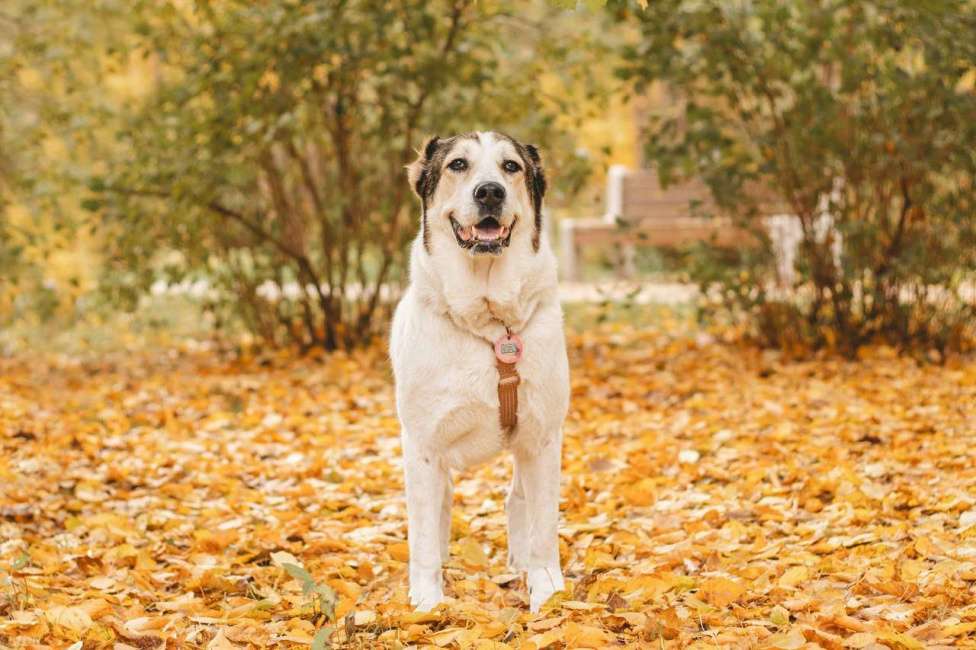 Собаки в Москве: Лана ищет дом Девочка, Бесплатно - фото 8