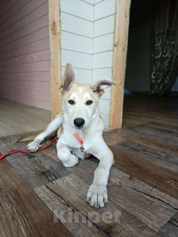 Собаки в Москве: Милашка Девочка, 200 руб. - фото 5