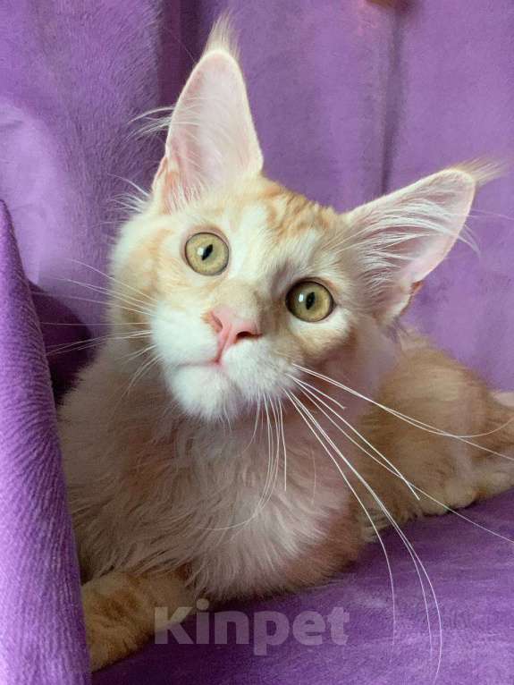 Кошки в Челябинске: КОТЕНОК МЕЙН-КУН  Мальчик, Бесплатно - фото 9