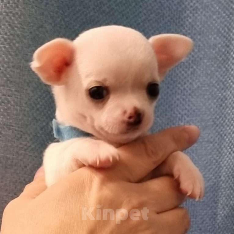 Собаки в Калининграде: Щенки чихуахуа РКФ  Мальчик, 50 000 руб. - фото 4