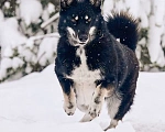 Собаки в других городах Московской области: Джек якутенок Мальчик, Бесплатно - фото 7