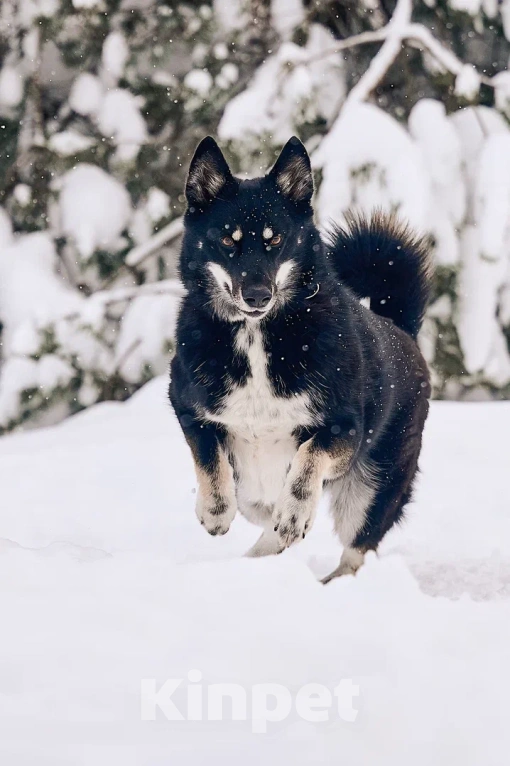 Собаки в других городах Московской области: Джек якутенок Мальчик, Бесплатно - фото 7