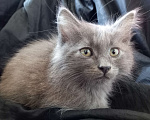 Кошки в Москве: ( Салават )  Домашний  котик  –  в  дружную  семью Мальчик, Бесплатно - фото 7