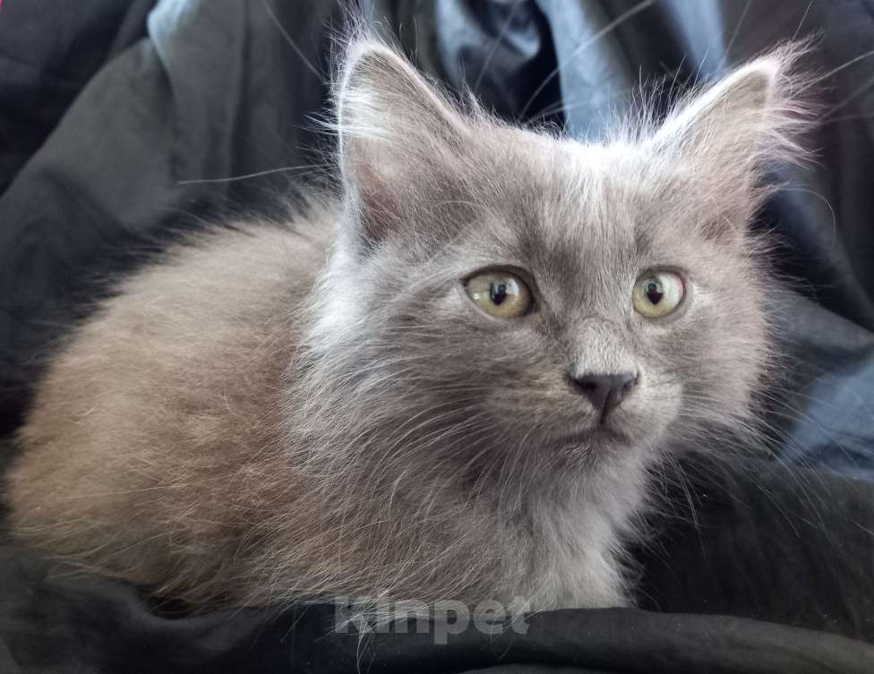 Кошки в Москве: ( Салават )  Домашний  котик  –  в  дружную  семью Мальчик, 200 руб. - фото 7