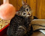 Кошки в Санкт-Петербурге: Очаровательный котёнок ищет дом !  Девочка, Бесплатно - фото 3