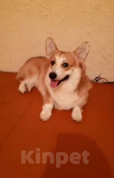 Собаки в Тольятти: Продам щенка  Девочка, Бесплатно - фото 4