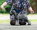 Собаки в Москве: Щенок цвергшнауцера перец с солью Девочка, 45 руб. - фото 2