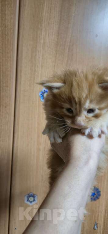 Кошки в Москве: Рыжий великан Мальчик, 70 000 руб. - фото 2