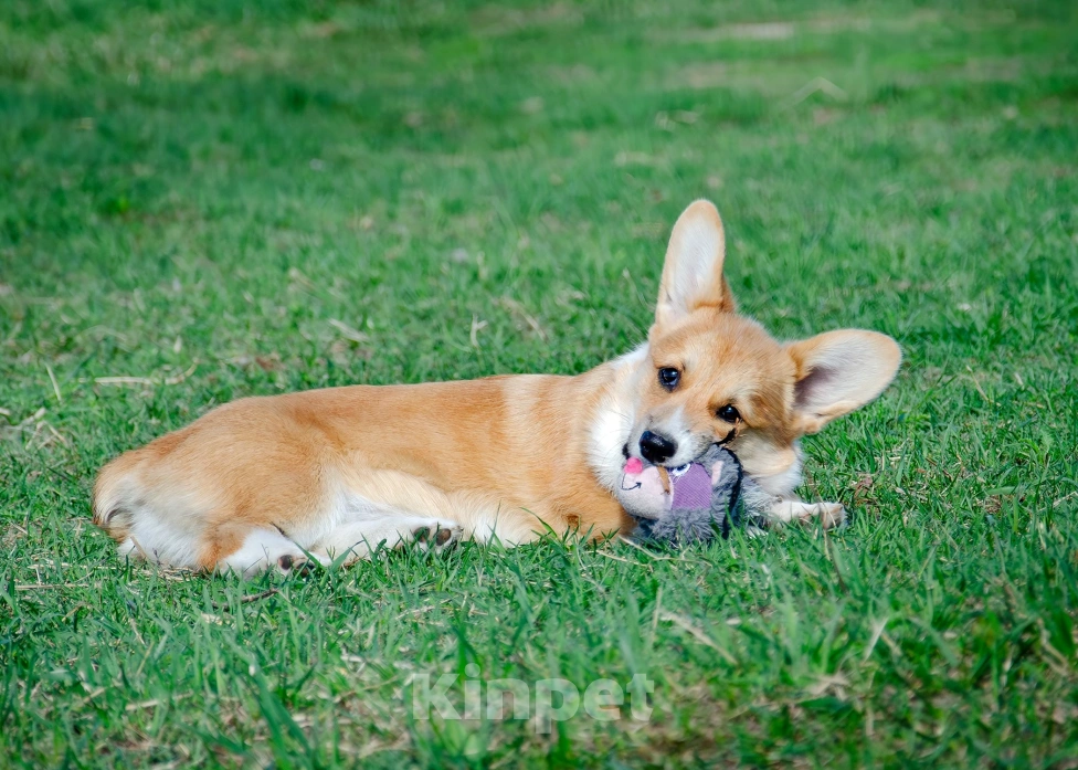 Собаки в Фрязино: Девочка вельш корги пемброк  Девочка, 55 000 руб. - фото 2