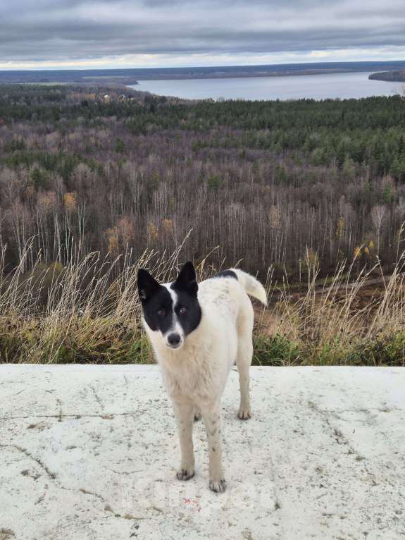 Собаки в Санкт-Петербурге: Добрая и ласковая Алиса Девочка, Бесплатно - фото 1
