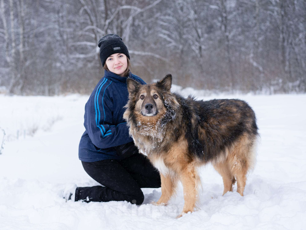 Собаки в Москве: Метис длинношёрстной овчарки в дар Мальчик, Бесплатно - фото 10