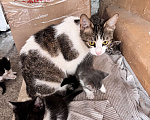 Кошки в Ростове-на-Дону: Кошку с котятами выбросили, временно живут в подъезде Разнополые, Бесплатно - фото 8