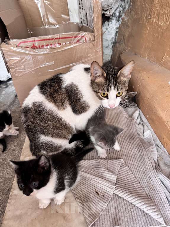 Кошки в Ростове-на-Дону: Кошку с котятами выбросили, временно живут в подъезде Разнополые, Бесплатно - фото 8
