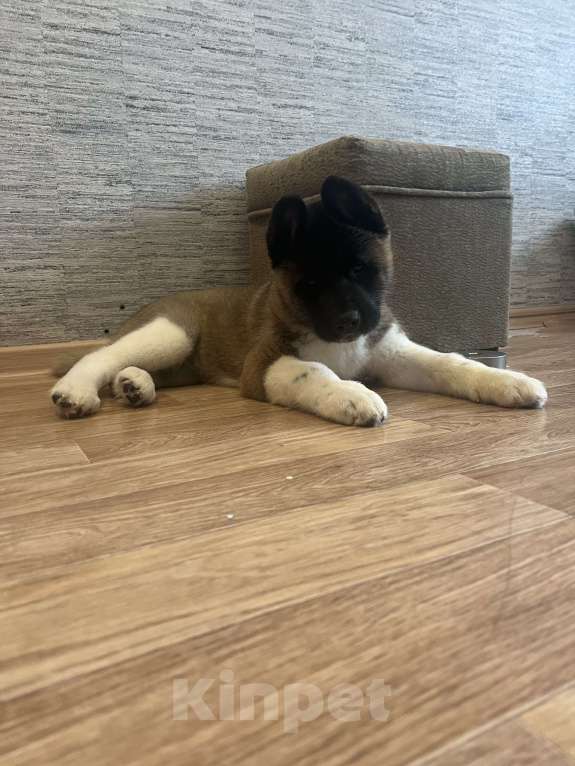 Собаки в Омске: Американская акита Девочка, 50 000 руб. - фото 5