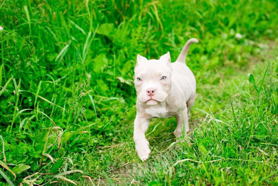 Собаки в Санкт-Петербурге: Малыш Торнадо Мальчик, 100 000 руб. - фото 3