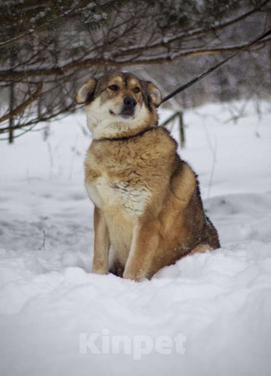 Собаки в Наро-Фоминске: Белла Девочка, Бесплатно - фото 10