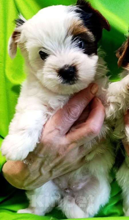 Собаки в Наро-Фоминске: Щенки Бивер-Йорка Мальчик, 45 000 руб. - фото 4