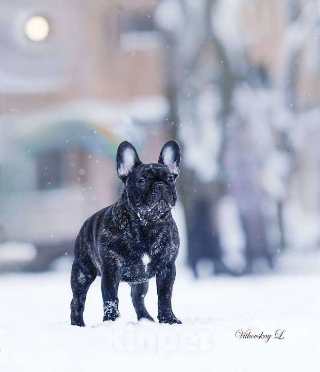 Собаки в Санкт-Петербурге: Красавчик Мальчик, Бесплатно - фото 1