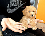 Собаки в Москве: Мальтипу Тедди мальчик Мальчик, 95 000 руб. - фото 5