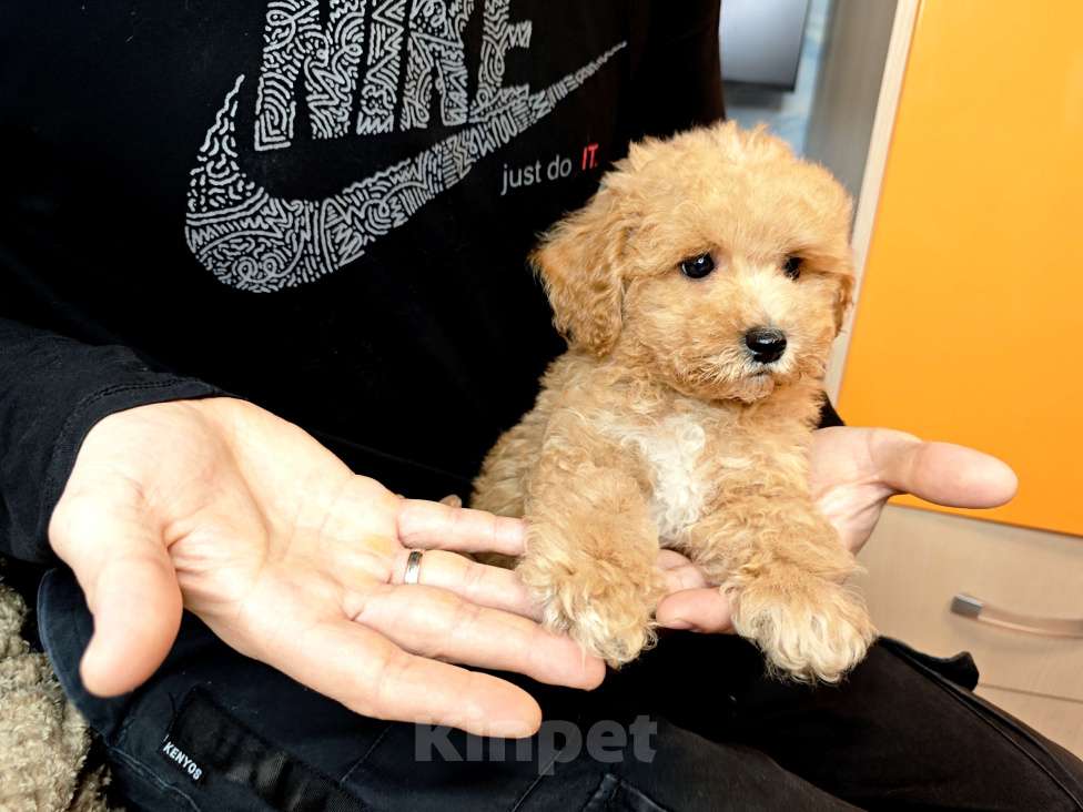 Собаки в Москве: Мальтипу Тедди мальчик Мальчик, 95 000 руб. - фото 5