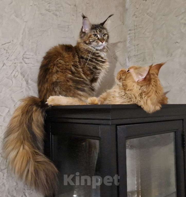 Кошки в Москве: Пресненские котята породы мейн-кун. Арнольд Мальчик, 50 000 руб. - фото 6