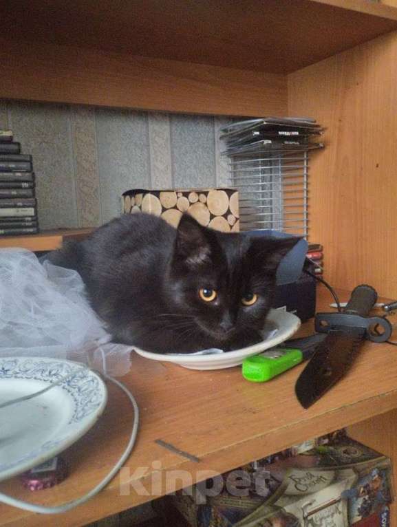 Кошки в Казани: Кэт Девочка, Бесплатно - фото 1