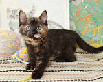 Кошки в Калуге: Разноцветная пеструшка. Котенок 2,5 мес в добрые руки. Девочка, Бесплатно - фото 1