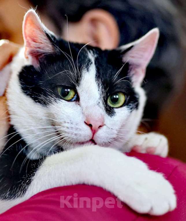 Кошки в Одинцово: Очень хороший котик очень ждет своего человека Мальчик, Бесплатно - фото 1