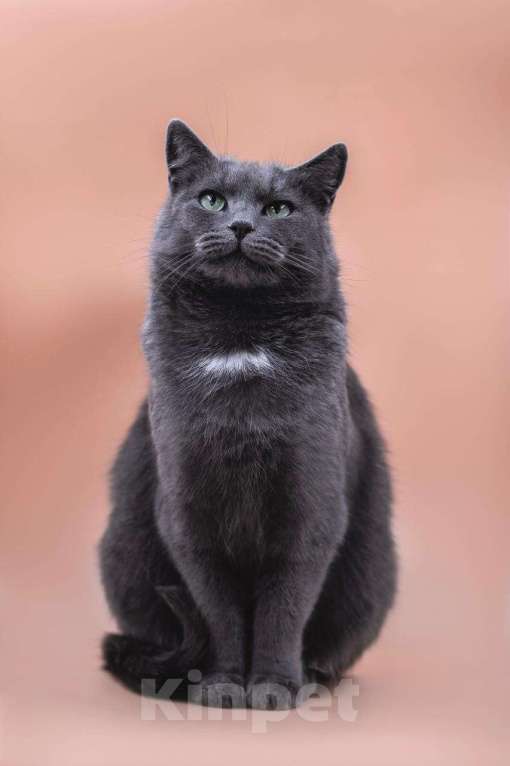 Кошки в Москве: Анабелла в добрые руки Девочка, Бесплатно - фото 6