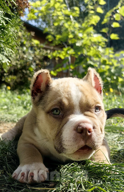 Собаки в Александрове: Малыш американский булли  Мальчик, 100 000 руб. - фото 3